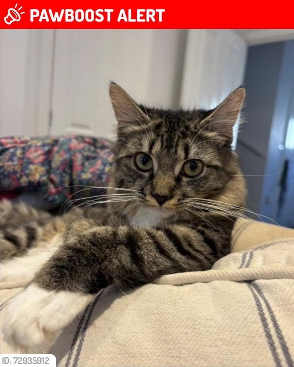 Found/Stray Female Cat last seen Evans way, Chipping Norton, Oxfordshire, England OX7