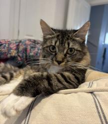 Found/Stray Female Cat last seen Evans way, Chipping Norton, Oxfordshire, England OX7