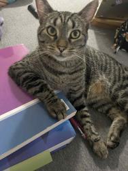 Lost Female Cat last seen Reynolds/Hill, Toledo, OH 43615