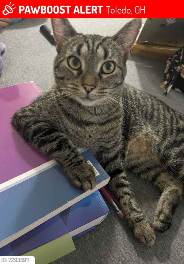 Lost Female Cat last seen Reynolds/Hill, Toledo, OH 43615