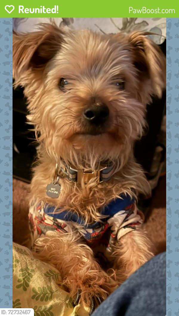 Reunited Male Dog last seen Rayburn dr , San Antonio, TX 78211