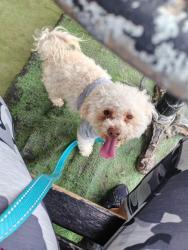 Lost Male Dog last seen Kaydel in Whittier, Los Angeles County, CA 90601