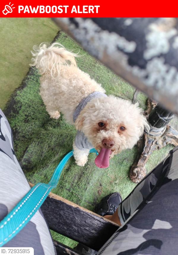 Lost Male Dog last seen Kaydel in Whittier, Los Angeles County, CA 90601