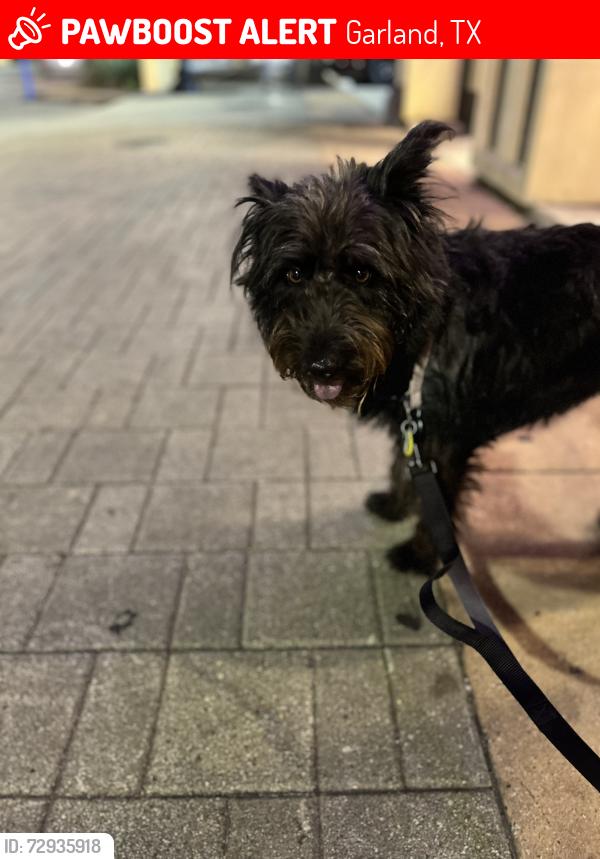 Lost Female Dog last seen Near Westshore ests, Garland, TX 75043