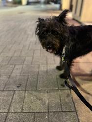 Lost Female Dog last seen Near Westshore ests, Garland, TX 75043