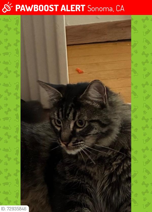 Lost Male Cat last seen East Spain Street , Sonoma, CA 95476