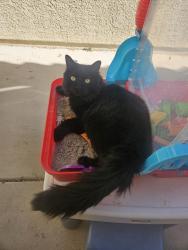 Lost Male Cat last seen Bruce st, North Las Vegas, NV 89086