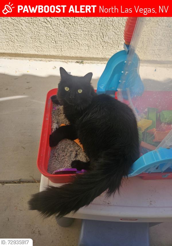 Lost Male Cat last seen Bruce st, North Las Vegas, NV 89086