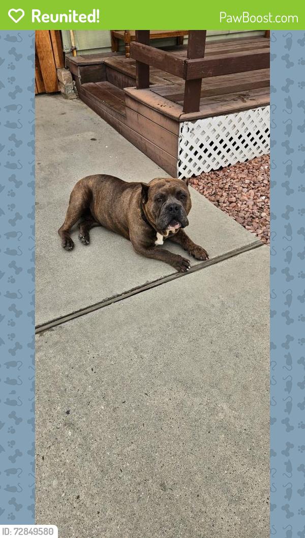 Reunited Male Dog last seen San juan, Hemet, CA 92545