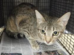 Shelter Stray Female Cat last seen , Los Angeles, CA 91405