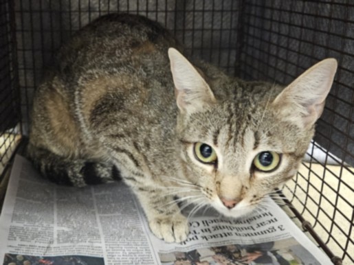 Shelter Stray Female Cat last seen , Los Angeles, CA 91405
