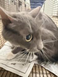 Shelter Stray Female Cat last seen , Los Angeles, CA 91405