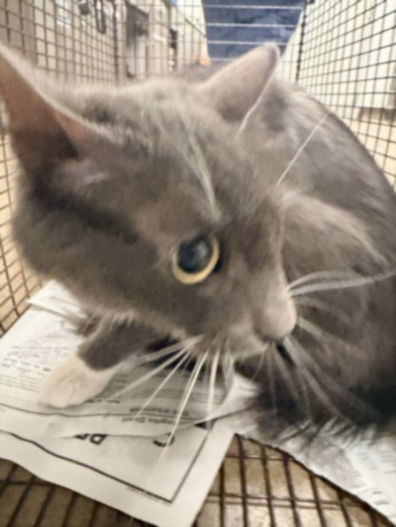 Shelter Stray Female Cat last seen , Los Angeles, CA 91405