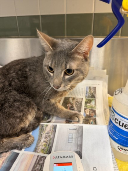 Shelter Stray Male Cat last seen , Los Angeles, CA 91405
