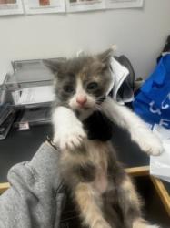 Shelter Stray Female Cat last seen , 14409 Vanowen St, Van Nuys, CA 91405, USA