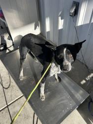 Shelter Stray Male Dog last seen Near 46 HWY, LOST HILLS CA 93249, Bakersfield, CA 93308