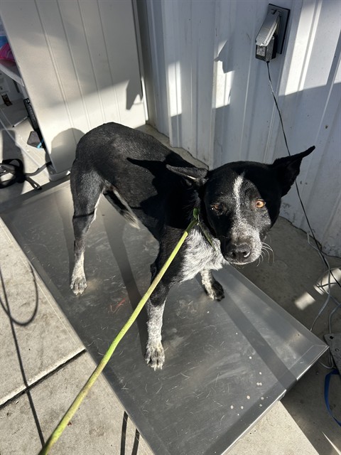 Shelter Stray Male Dog last seen Near 46 HWY, LOST HILLS CA 93249, Bakersfield, CA 93308