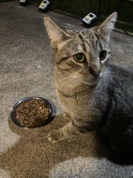 Reunited Unknown Cat last seen Stanton Ave & Negley Ave , Pittsburgh, PA 15224