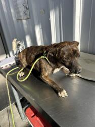 Shelter Stray Male Dog last seen Near 46 HWY, LOST HILLS CA 93249, Bakersfield, CA 93308