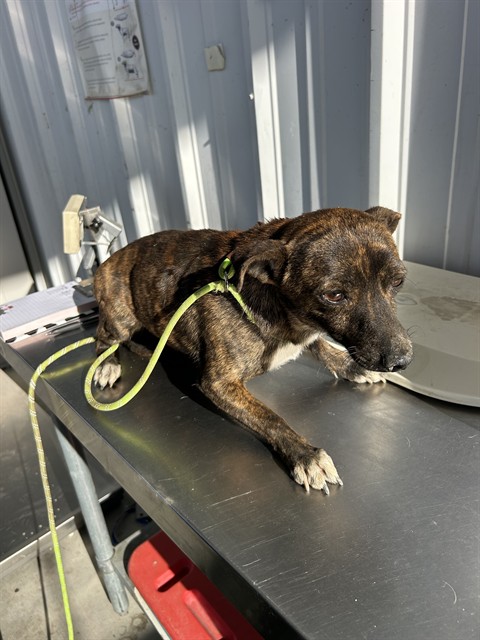 Shelter Stray Male Dog last seen Near 46 HWY, LOST HILLS CA 93249, Bakersfield, CA 93308