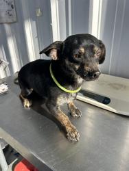 Shelter Stray Male Dog last seen Near 46 HWY, LOST HILLS CA 93249, Bakersfield, CA 93308