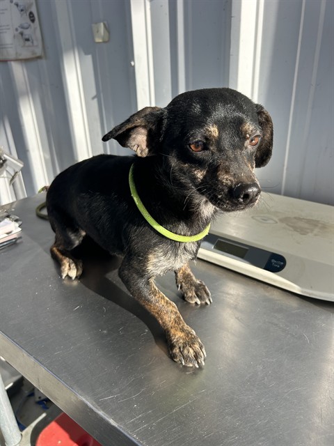 Shelter Stray Male Dog last seen Near 46 HWY, LOST HILLS CA 93249, Bakersfield, CA 93308