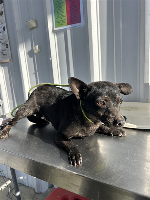 Shelter Stray Male Dog last seen Near 46 HWY, LOST HILLS CA 93249, Bakersfield, CA 93308