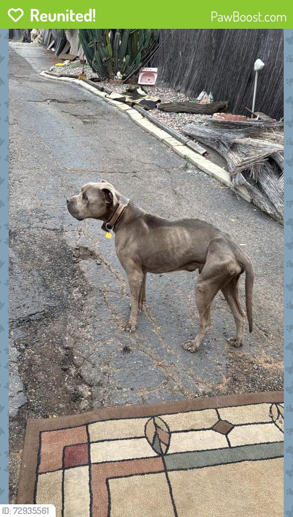 Reunited Male Dog last seen Wintergardens, Lakeside, CA 92040