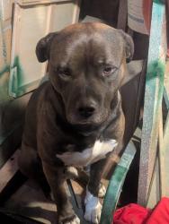 Lost Male Dog last seen Near E Sherwood St, Tacoma, WA 98404