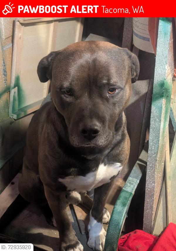 Lost Male Dog last seen Near E Sherwood St, Tacoma, WA 98404