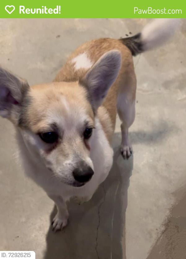Reunited Male Dog last seen Near Wichman St. , Houston, TX 77007