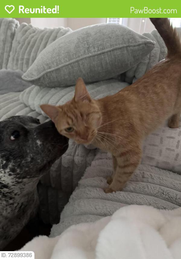 Reunited Female Cat last seen Cheatham Hill Elementary School, Marietta, GA 30064