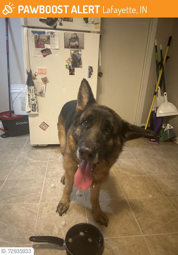 Found/Stray Unknown Dog last seen Romney meadows, Lafayette, IN 47909