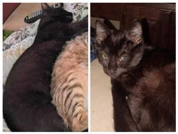 Lost Male Cat last seen Rogers Rd on Graham Rd directly across from the shooting range , Jacksonville, AR 72076