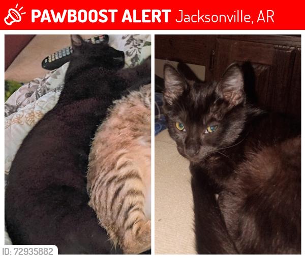 Lost Male Cat last seen Rogers Rd on Graham Rd directly across from the shooting range , Jacksonville, AR 72076