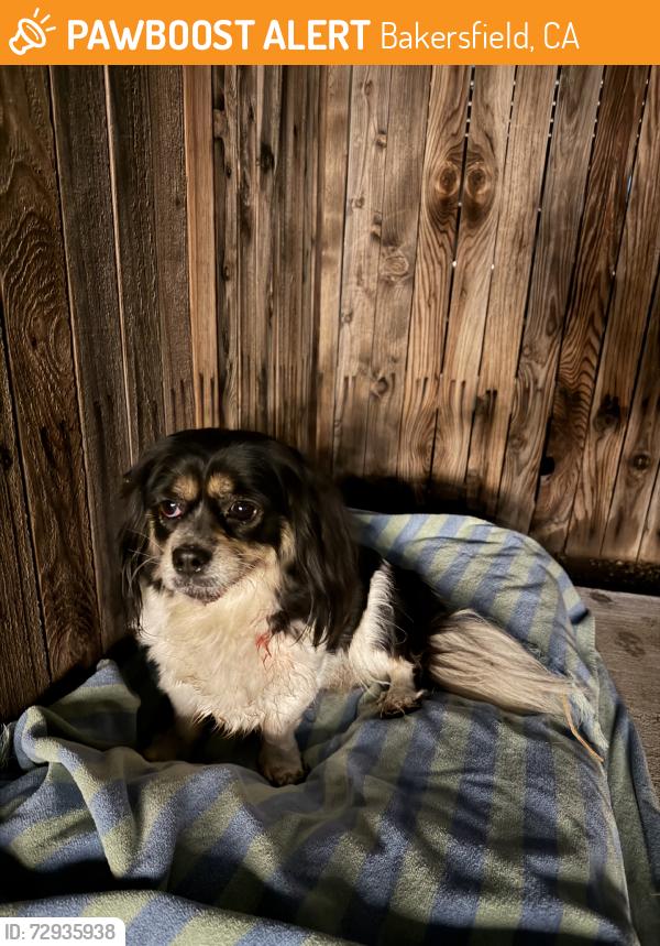 Found/Stray Unknown Dog last seen Wible and Taft Hwy, Bakersfield, CA 93313