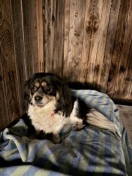Found/Stray Unknown Dog last seen Wible and Taft Hwy, Bakersfield, CA 93313