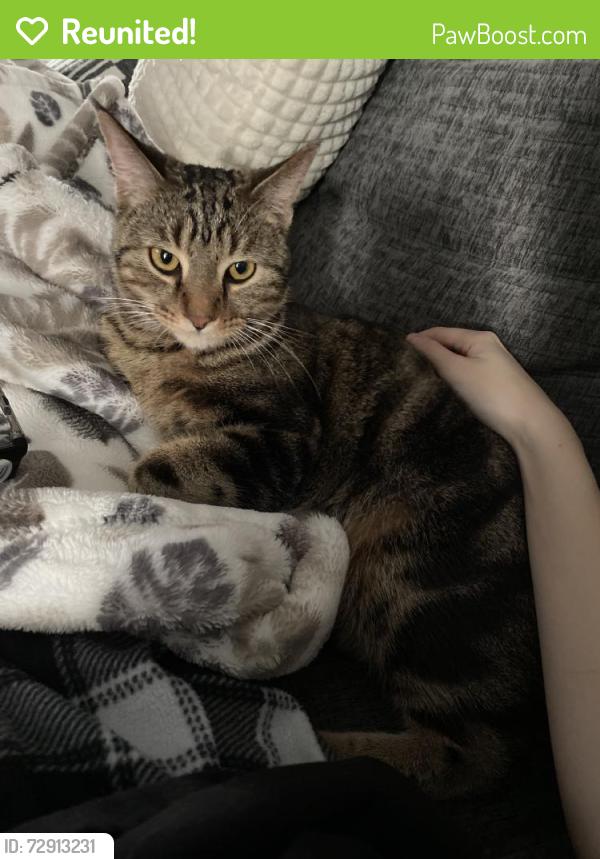 Reunited Male Cat last seen Near Chisholm Trail, Aubrey, TX 76227, USA, Aubrey, TX 76227