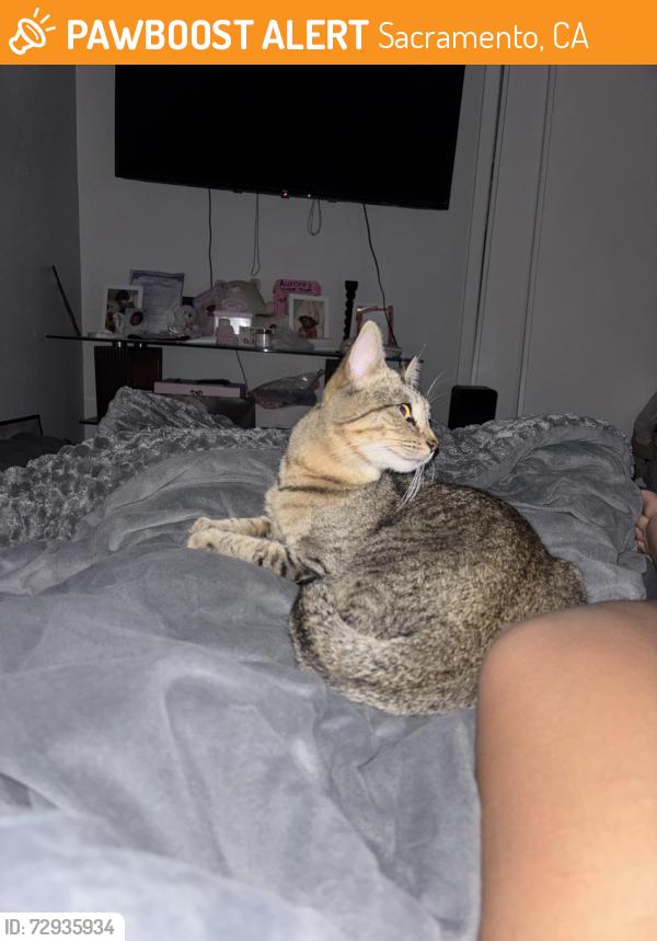 Found/Stray Female Cat last seen Near Howe Ave apmts, Sacramento, CA 95825