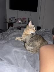 Found/Stray Female Cat last seen Near Howe Ave apmts, Sacramento, CA 95825