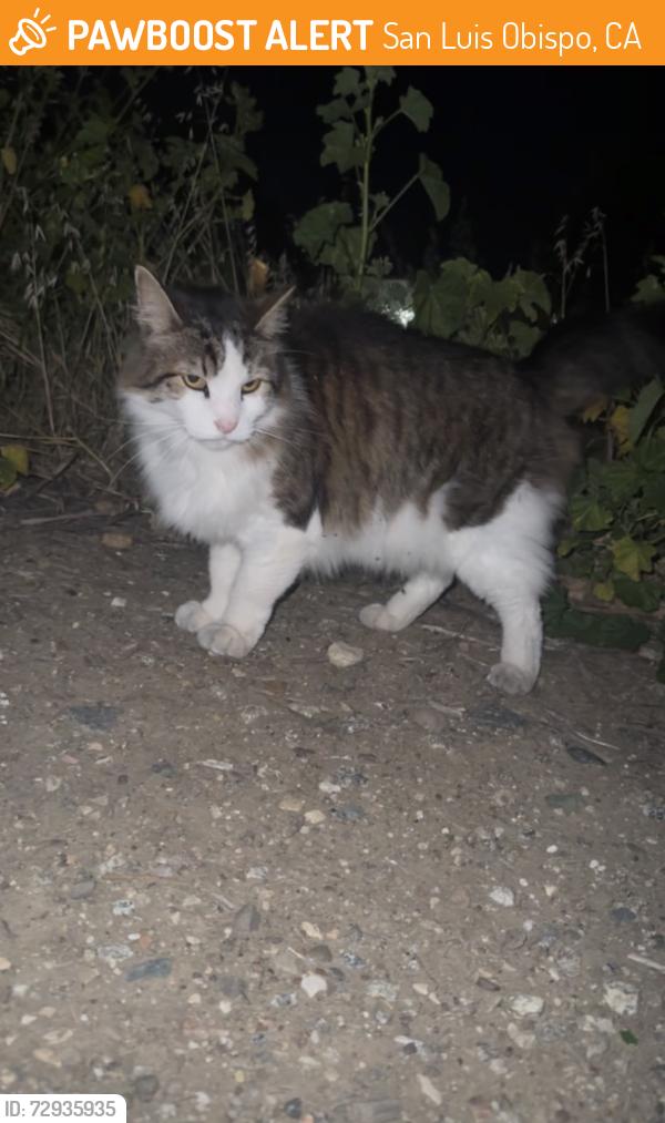 Found/Stray Unknown Cat last seen Near Johnson Ave, San Luis Obispo, CA 93401