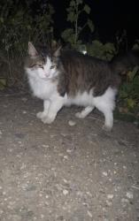 Found/Stray Unknown Cat last seen Near Johnson Ave, San Luis Obispo, CA 93401