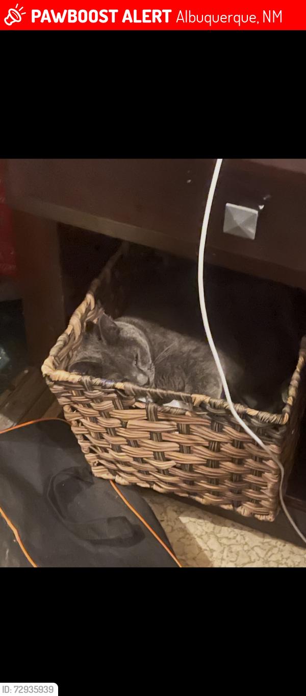 Lost Female Cat last seen 4th st, 2nd St, Albuquerque, NM 87114