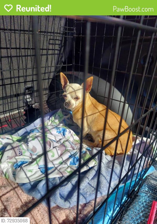 Reunited Female Dog last seen Orangewood Ave and Dallas Dr, Garden Grove, CA 92840