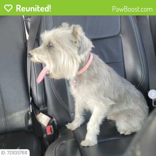 Reunited Female Dog last seen woodland near shasta, Modesto, CA 95358