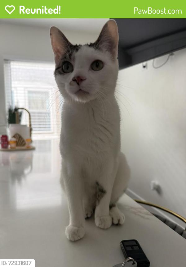 Reunited Male Cat last seen Near Euclid Ave , Berwyn, IL 60402