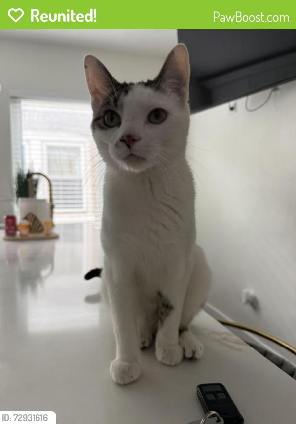 Reunited Male Cat last seen Near Euclid Ave, Berwyn, Illinois , Berwyn, IL 60402