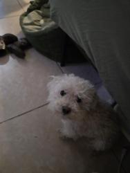 Reunited Female Dog last seen Pacific High School, San Bernardino, CA 92404