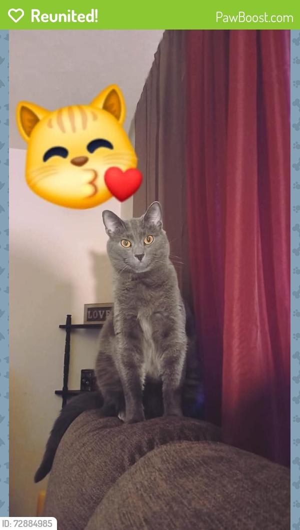 Reunited Male Cat last seen Trails of oakcreek townhouses, chimneys of oakcreek., Kettering, OH 45429