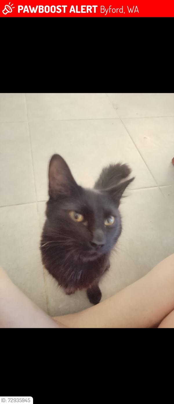 Lost Female Cat last seen Shepparton blvd, Byford, WA 6122